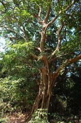Ficus amplissima