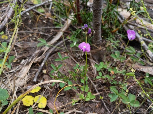 clover glycine (Glycine latrobeana)