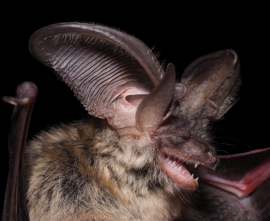 Grey Long-eared Bat from Codula di Luna on July 13, 2016 at 12:50 AM by ...