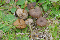 Entoloma weholtii