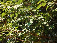 Ficus amplissima