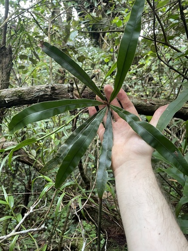 Oleandra neriiformis observed 2025-12-31