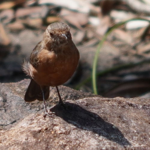 Rockwarbler (Origma solitaria)