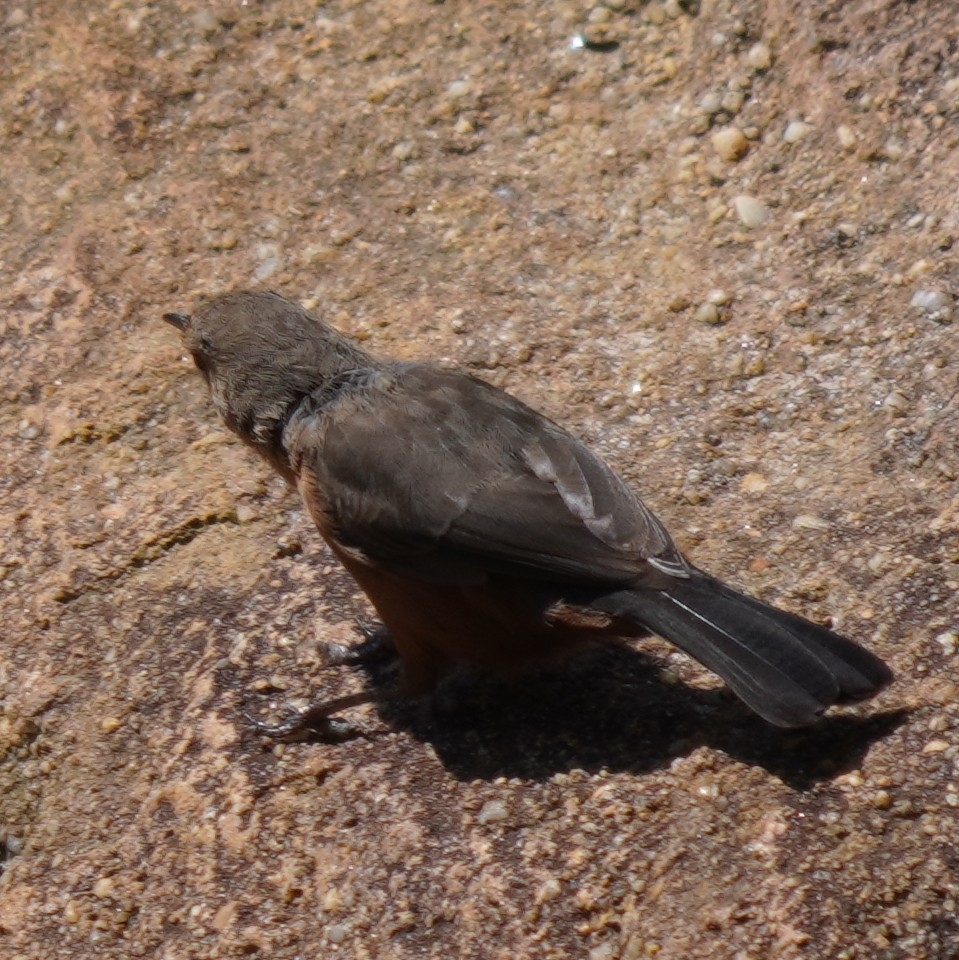 Rockwarbler (Origma solitaria), photo 2