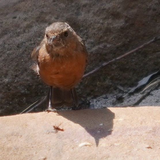 Rockwarbler (Origma solitaria), photo 3