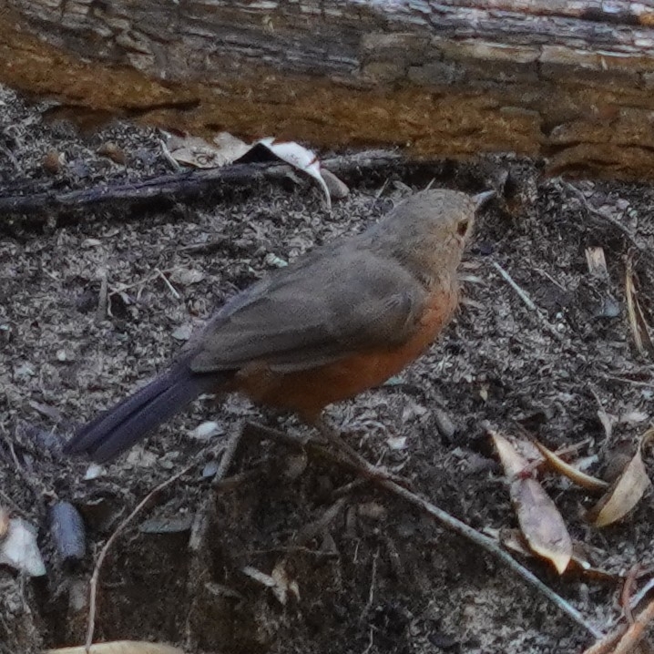 Rockwarbler (Origma solitaria), photo 4