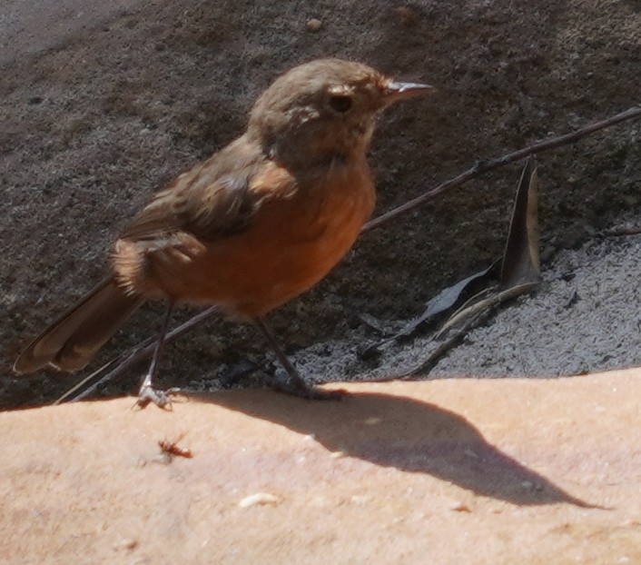 Rockwarbler (Origma solitaria), photo 5