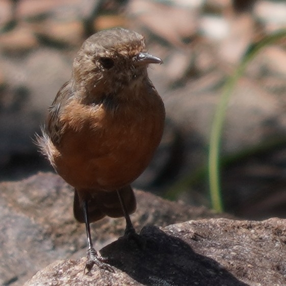 Rockwarbler (Origma solitaria), photo 6