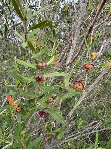 Leptospermum morrisonii, photograph 3