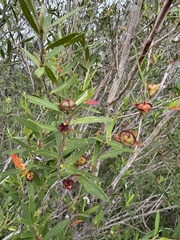Leptospermum morrisonii, photograph (c) Guy Taseski, some rights reserved (CC BY)