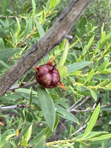 Leptospermum morrisonii, photograph 4