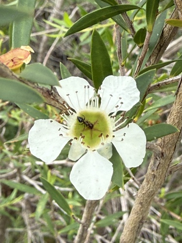 Leptospermum morrisonii, photograph 2