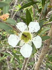 Leptospermum morrisonii, photograph (c) Guy Taseski, some rights reserved (CC BY)