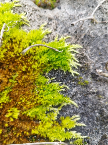 Homalothecium aureum observed 2026-02-14