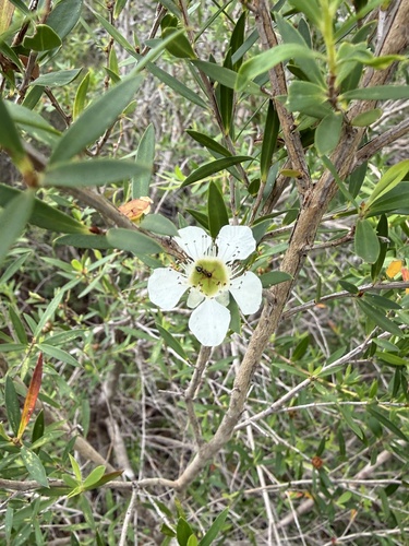 Leptospermum morrisonii, photograph 1