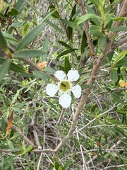 Leptospermum morrisonii
