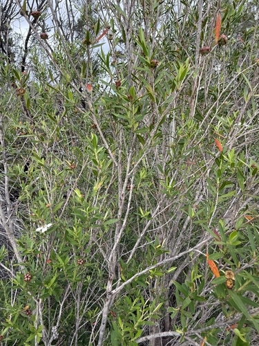 Leptospermum morrisonii, photograph 5