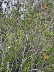 Leptospermum morrisonii, photograph (c) Guy Taseski, some rights reserved (CC BY)