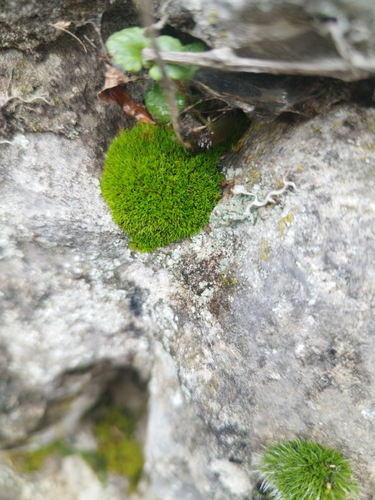 Pseudocrossidium revolutum, 2026-02-14