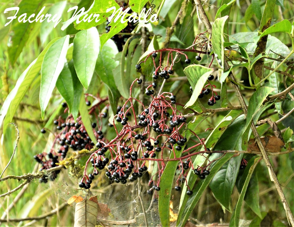 Marlberry (Ardisia)