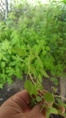 Parietaria floridana