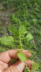 Parietaria floridana