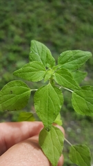 Parietaria floridana