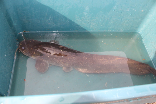 Amur catfish (Silurus asotus) — Siluridae — 3