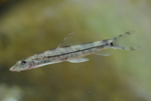 Formosania paucisquama