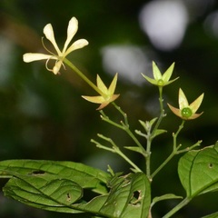 Clerodendrum laevifolium