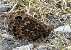 Satyrus actaea