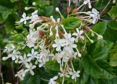 Clerodendrum calamitosum