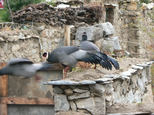 Tibetan Eared-Pheasant