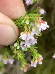 Erica curvirostris