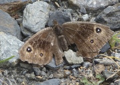 Satyrus actaea