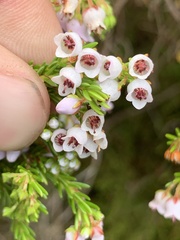 Erica curvirostris