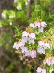 Erica curvirostris