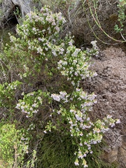 Erica curvirostris