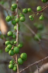 Flacourtia indica