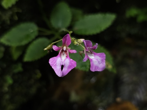 Impatiens palpebrata