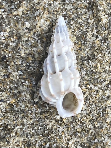 Common Wentletrap, photo 2 of 8