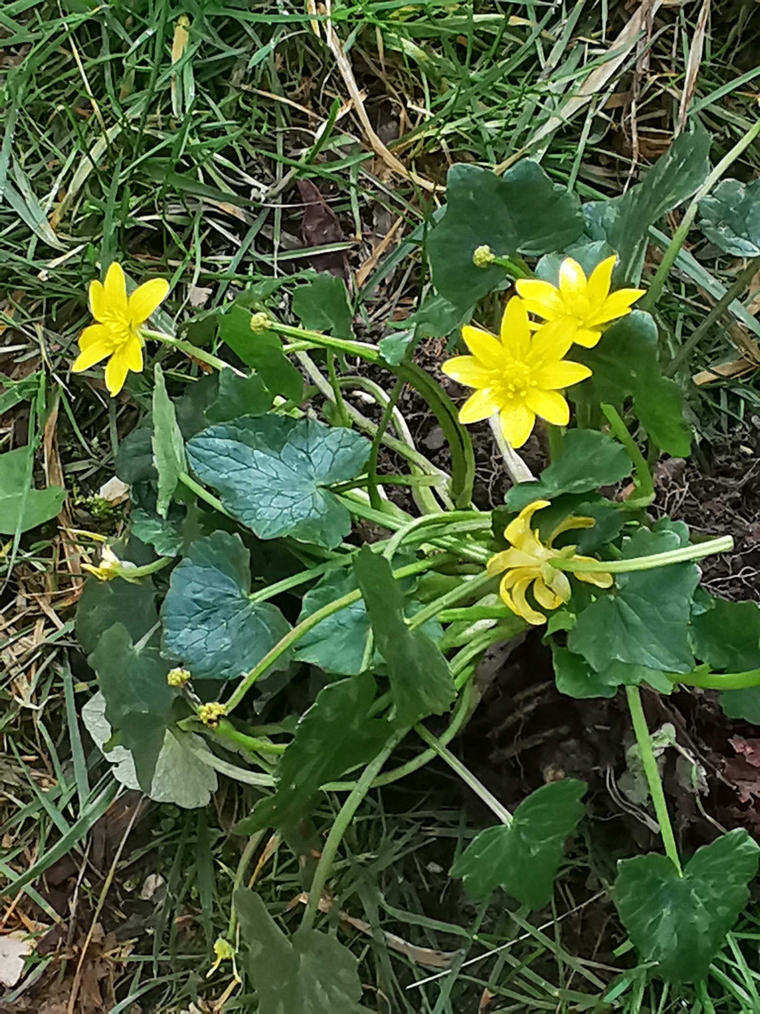 Lesser celandine