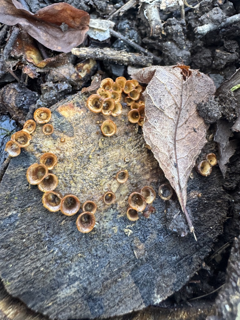 Crucibulum laeve · February 2026 · photo: © tgnr (iNaturalist, cc-by)