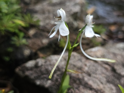 Habenaria weileriana