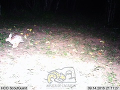 Sylvilagus cunicularius insolitus