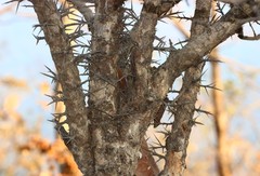 Flacourtia indica