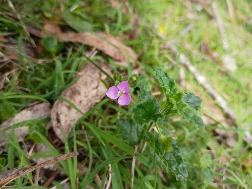 Veronica calycina, photograph 4