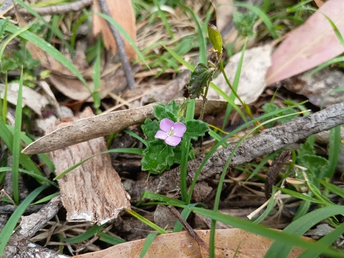 Veronica calycina, photograph 5