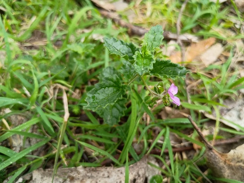 Veronica calycina, photograph 6