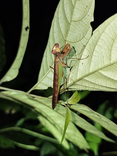 Prohierodula viridimarginata